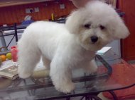 BICHON FRISE After it's first groom