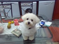 BICHON FRISE After it's first groom