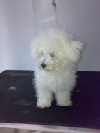 BICHON FRISE before its first dog grooming