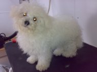 Bichon Frise before its first dog grooming