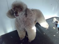 15 years old poodle looks young at heart after being dog groomed