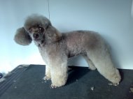 poodle looking young at heart after dog grooming