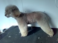 poodle after dog grooming