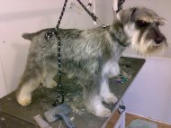 Schnauzer after being groomed photo1
