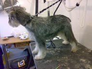 Schnauzer after being groomed photo2