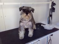 Schnauzer before being groomed photo1