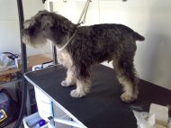 Schnauzer before being groomed photo2