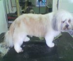 Shih Tzu after grooming