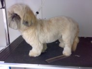 SHIH TZU looking hansom after dog grooming