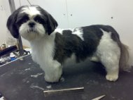 Shih Tzu after he has been groomed shorter style photo5