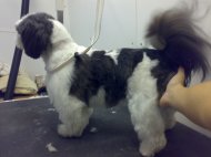 Shih Tzu after he has been groomed shorter style photo6