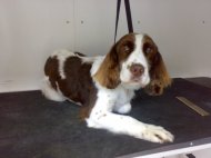 springer spaniel after dog grooming and relaxing
