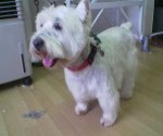 After this Westies had been dog groomed