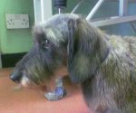 Wire Haired Dauchund after dog grooming