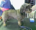 Wire Haired Dauchund before dog grooming