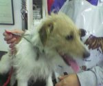 Wire Haired Fox Terrier before dog grooming