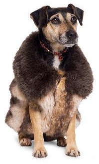 faux fur gillet dog coat